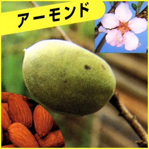 アーモンド苗木 : 植物・園芸専門店 花育通販Yahoo!店 - 通販 - Yahoo