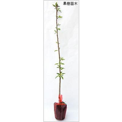 アーモンド 苗木 アーモンド苗木 : 植物・園芸専門店 花育通販Yahoo!店 - 通販
