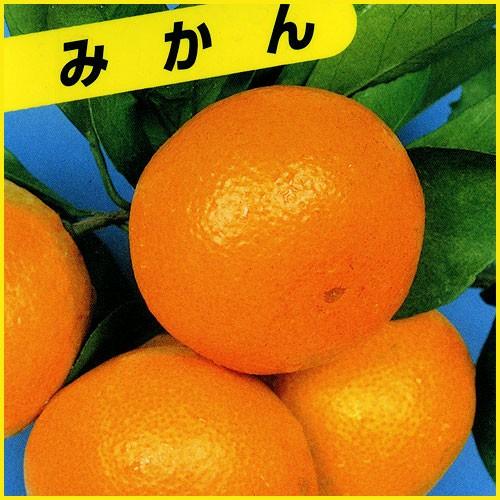 蜜柑(ミカン)の苗木 宮川早生（温州みかん） : 植物・園芸専門店 花育