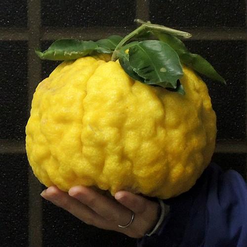 柚子（ゆず）苗木 獅子ユズ : 植物・園芸専門店 花育通販Yahoo!店