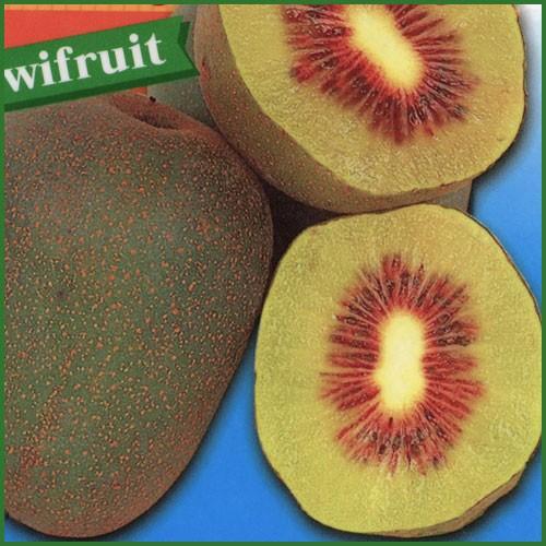 キウイフルーツ苗木(メス) 紅妃(赤キウイ) : 植物・園芸専門店 花育