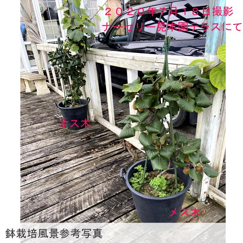 キウイフルーツ苗木(メス) 紅妃(赤キウイ) : 植物・園芸専門店 花育