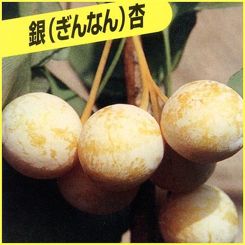 イチョウ・銀杏(ぎんなん)苗木 藤九郎 : 植物・園芸専門店 花育通販