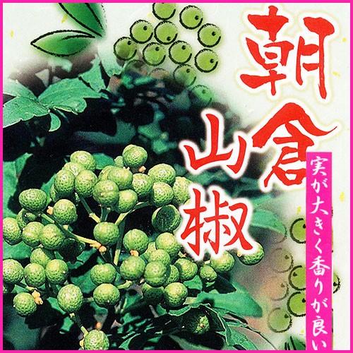 朝倉山椒の苗木 1年生接木苗 : 植物・園芸専門店 花育通販Yahoo!店