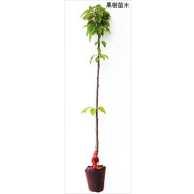 さくらんぼ苗木 佐藤錦 : 植物・園芸専門店 花育通販Yahoo!店 - 通販