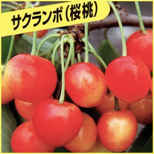 さくらんぼ苗木 高砂 : 植物・園芸専門店 花育通販Yahoo!店 - 通販