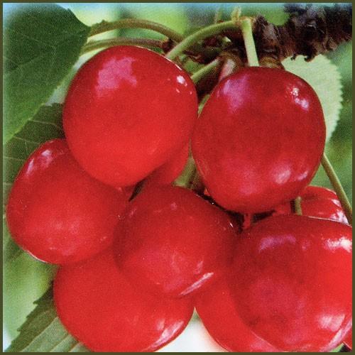 さくらんぼ苗木 紅秀峰 : 植物・園芸専門店 花育通販Yahoo!店 - 通販