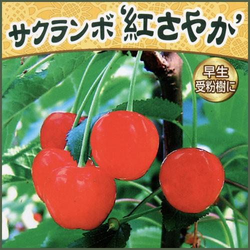 さくらんぼ苗木 紅さやか : 植物・園芸専門店 花育通販Yahoo!店 - 通販