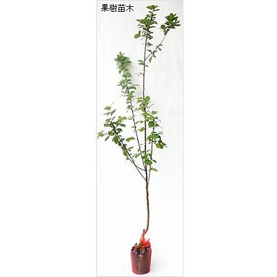 限定版ユスラウメ苗木 ゆすらうめ(赤実) 果樹 | aternus.cz