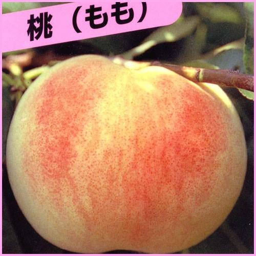 桃(モモ)苗木 白凰（ハクホウ） : 植物・園芸専門店 花育通販Yahoo!店 