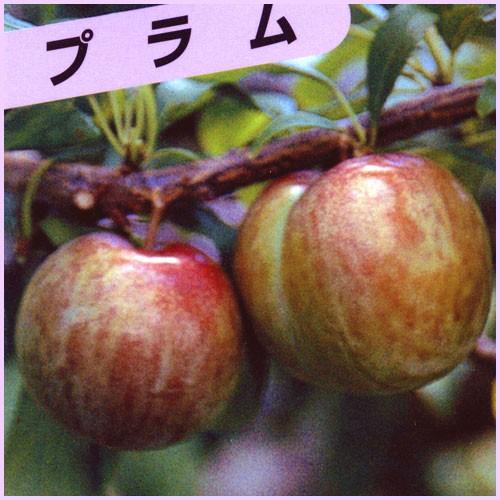 すもも(プラム)苗木 ソルダム : 植物・園芸専門店 花育通販Yahoo!店