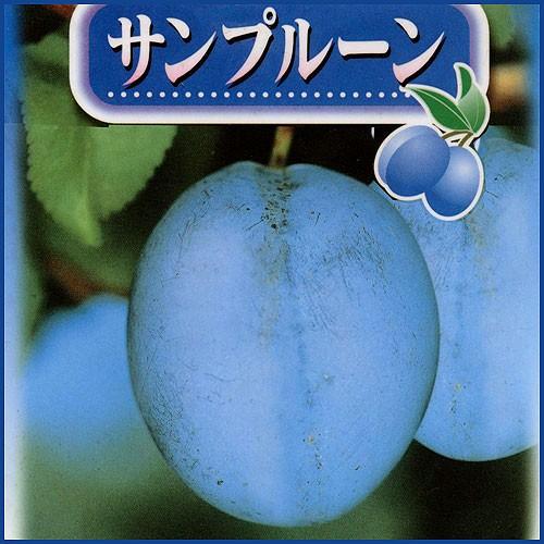 正規激安 プルーン苗木 サンプルーン Wantannas Go Id