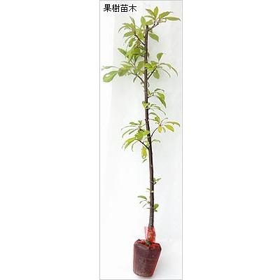 プルーン苗木 シュガープルーン : 植物・園芸専門店 花育通販Yahoo!店