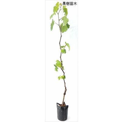 葡萄 ぶどう 苗木 藤稔ブドウ 挿し木苗 Ki Kazyu 087 S 花育通販yahoo 店 通販 Yahoo ショッピング