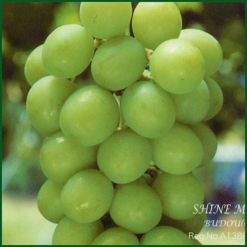 ぶどう苗 シャインマスカット キャンベル 巨峰 他育成苗 ぶどう苗 シャインマスカット キャンベル 巨峰 他育成苗