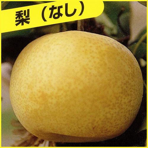 梨(なし)苗木 秋月 : 植物・園芸専門店 花育通販Yahoo!店 - 通販