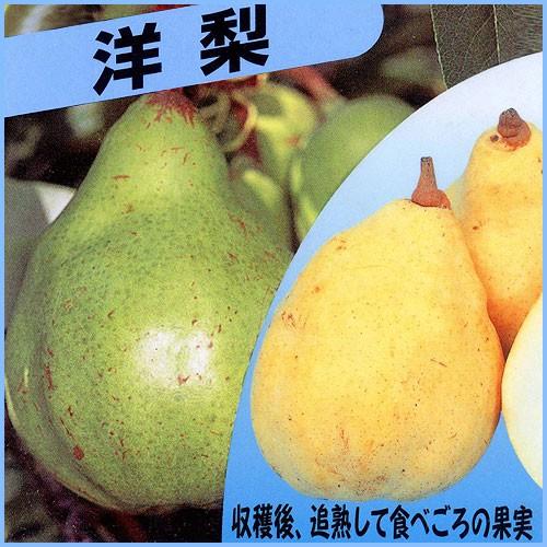 洋梨（洋ナシ）苗木 ル・レクチェ : 植物・園芸専門店 花育通販Yahoo