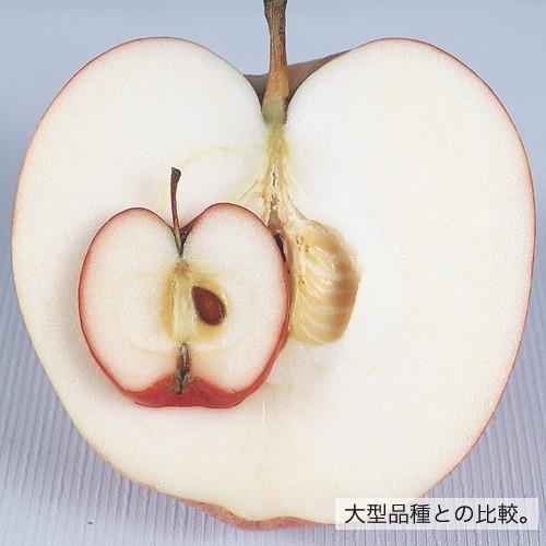 姫リンゴ苗木 アルプス乙女 : 植物・園芸専門店 花育通販Yahoo!店