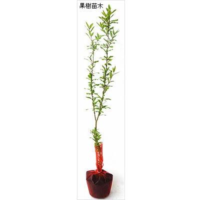 花ザクロ苗木 花一番ざくろ Ki Kazyu 112 花育通販yahoo 店 通販 Yahoo ショッピング