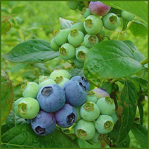 ブルーベリー苗木 ブライトブルー＜ラビットアイ系＞ : 植物・園芸専門