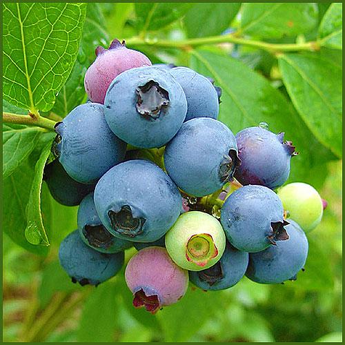 ブルーベリー苗木 ブルーレイ＜ハイブッシュ系＞ : 植物・園芸専門店