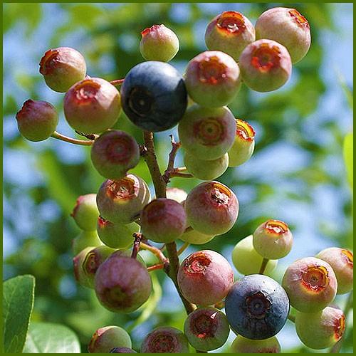 ブルーベリー苗木 フェスティバル＜ラビットアイ系＞（2年生） : 植物