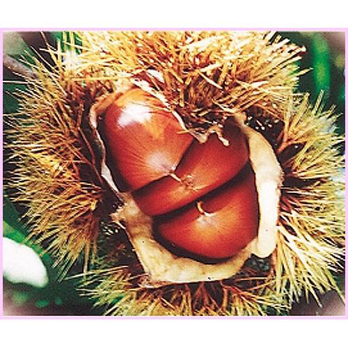 栗(クリ)苗木 紫峰【お取り寄せ品】 : 植物・園芸専門店 花育通販Yahoo