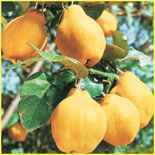 マルメロ苗木 マルメロ : 植物・園芸専門店 花育通販Yahoo!店 - 通販