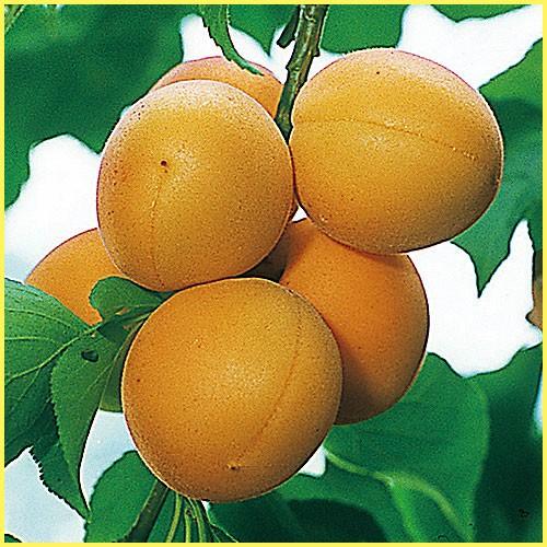 杏(あんず)苗木 ゴールドコット : 植物・園芸専門店 花育通販Yahoo!店