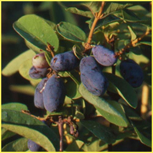 ハスカップ(ハニーベリー）の苗木 : 植物・園芸専門店 花育通販Yahoo