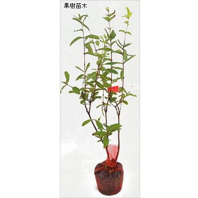 ハスカップ(ハニーベリー）の苗木 : 植物・園芸専門店 花育通販Yahoo