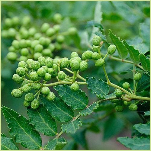 山椒（さんしょう）苗木 ぶどう山椒 : 植物・園芸専門店 花育通販Yahoo