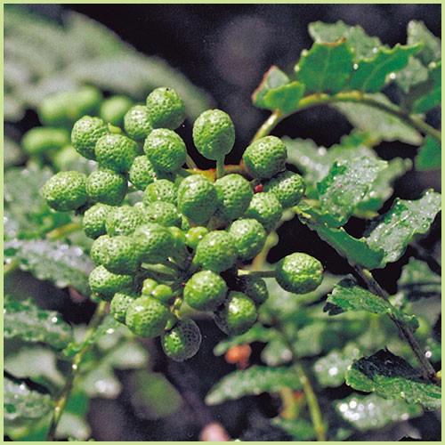 山椒（さんしょう）苗木 ぶどう山椒 : 植物・園芸専門店 花育通販Yahoo