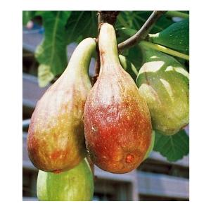 いちじく イチジク 苗木 バナッチ バナナクイーン バローネ Ki Kazyu 8 花育通販yahoo 店 通販 Yahoo ショッピング