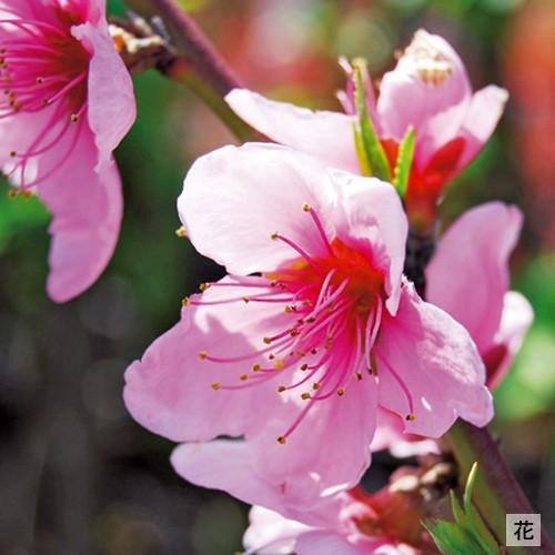 桃の苗木 照手水桃 桃(モモ)苗木 照手水密 : 植物・園芸専門店 花育通販Yahoo!店 - 通販