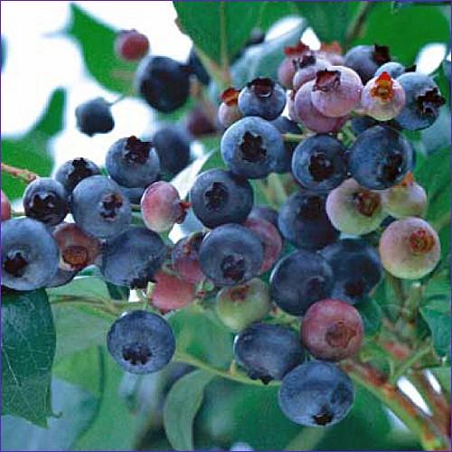ブルーベリー苗木 ホームベル ラビットアイ : 植物・園芸専門店 花育
