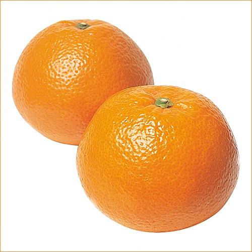 柑橘類の苗木 伊予柑 5周年記念イベントが ランキング総合1位 お取り寄せ品