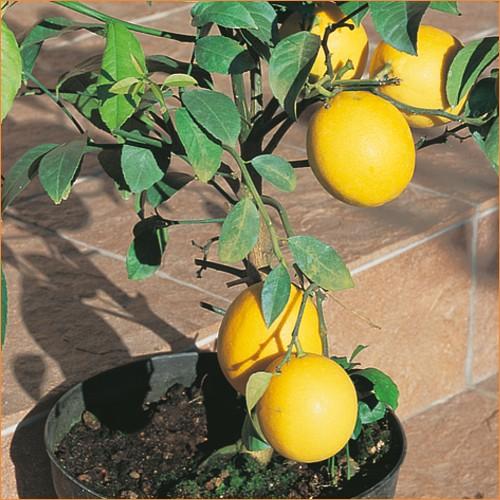 レモンの苗木　☆ ２０本 檸檬（レモン）の苗木 とげなしレモン : 植物・園芸専門店 花育通販