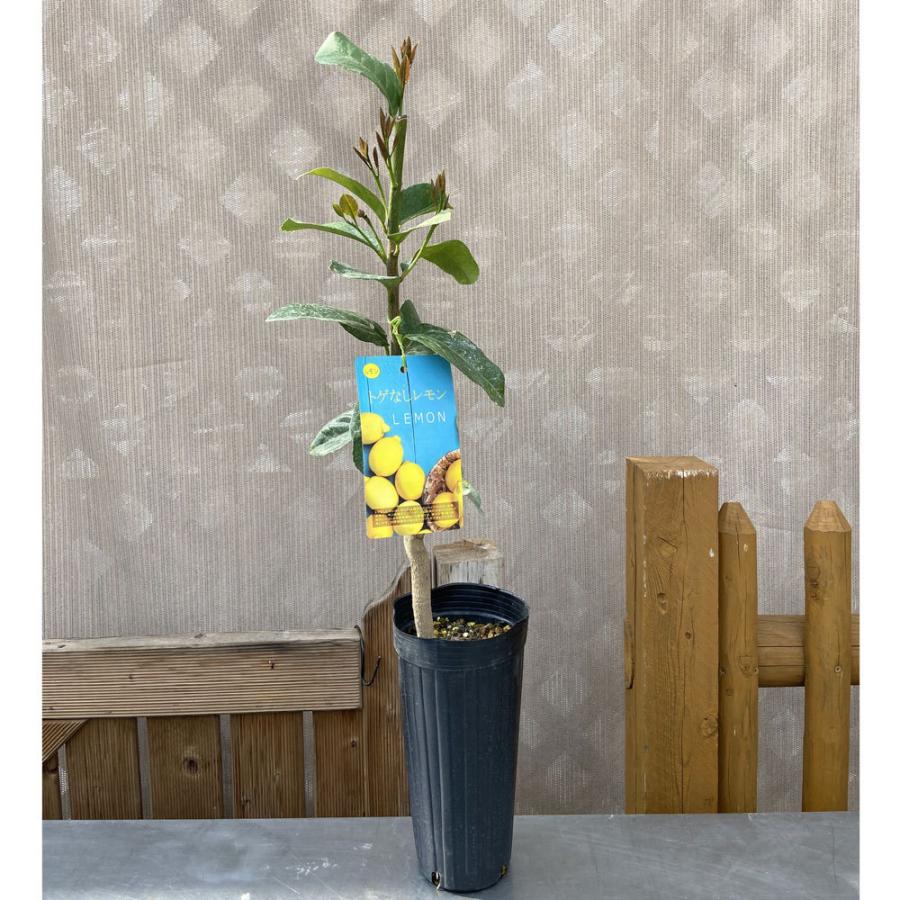 檸檬（レモン）の苗木 とげなしレモン : 植物・園芸専門店 花育通販