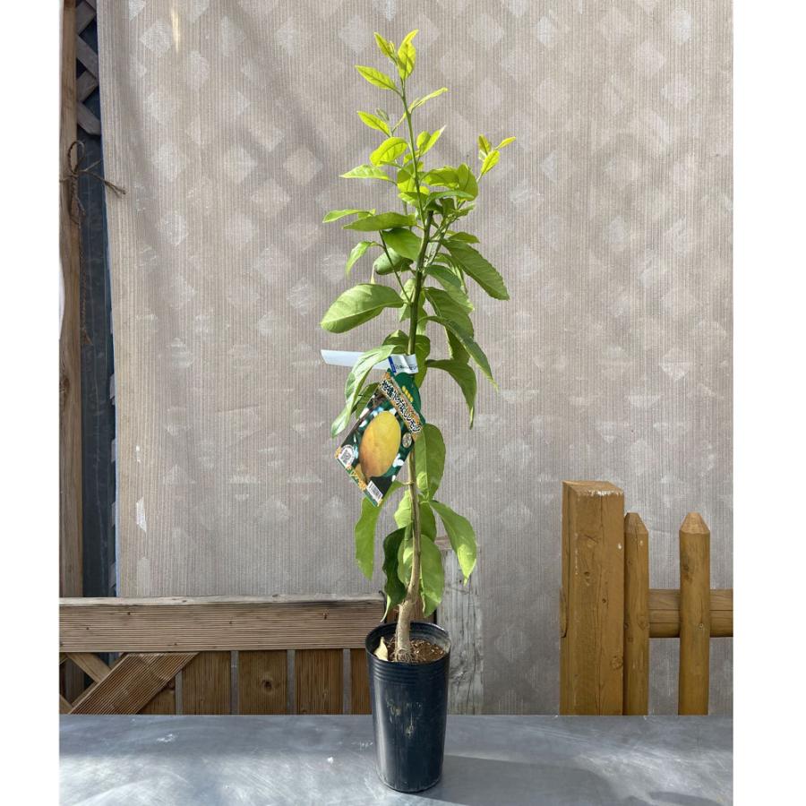 レモン苗木 檸檬（レモン）の苗木 とげなしレモン : 植物・園芸専門店 花育通販