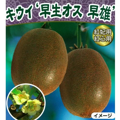 キウイフルーツ苗木(受粉用オス) 早雄 : 植物・園芸専門店 花育通販 