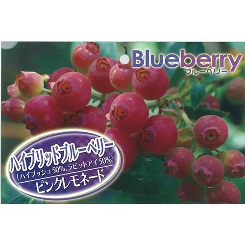 ブルーベリー ピンクレモネード＜ハイブリッド系＞の苗木 : 植物・園芸