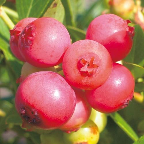 ブルーベリー ピンクレモネード＜ハイブリッド系＞の苗木 : 植物・園芸