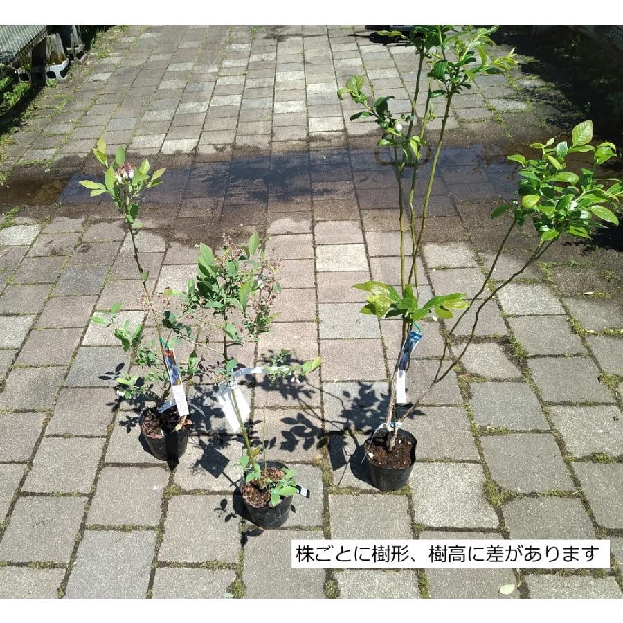 ブルーベリー苗木 ティフブルー＜ラビットアイ系＞（2年生） : 植物
