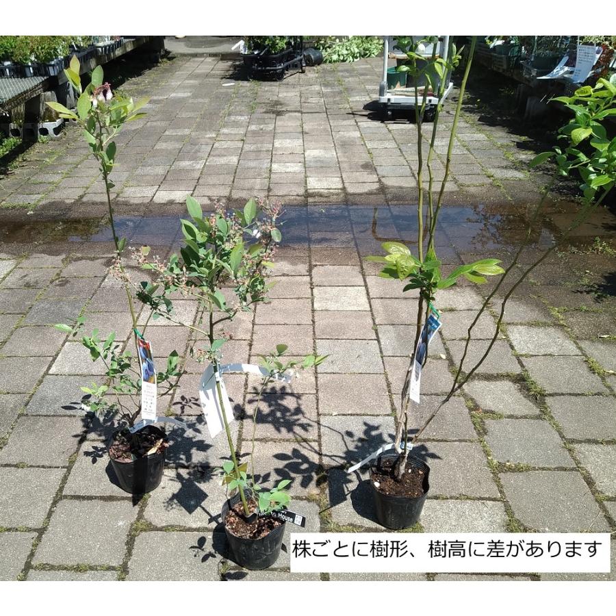ブルーベリー苗木 ティフブルー＜ラビットアイ系＞（2年生） : 植物