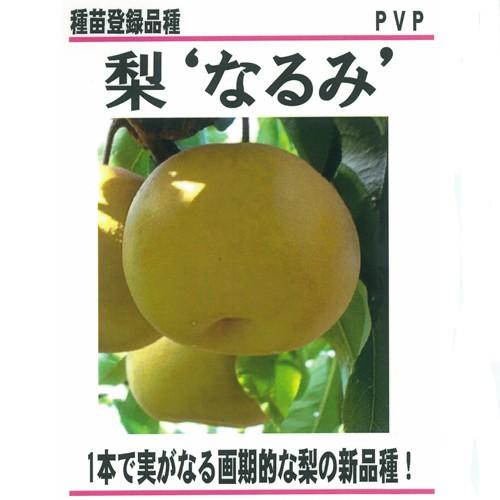 梨(なし)苗木　なるみ（Yahoo!・植物・園芸専門店 花育通販Yahoo!店）