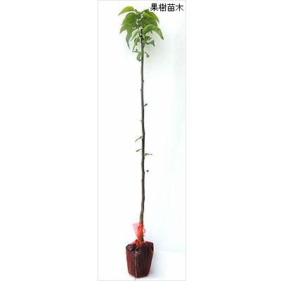 一本で実る！梨　なるみ苗木　2メートル 楽天市場】梨 苗木 【なるみ】 2年生接木苗 スリット鉢植え 登録品種
