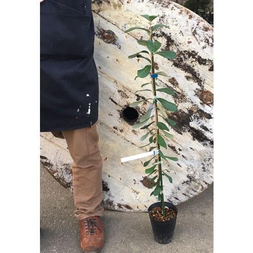 フェイジョアの苗木 ジェミニ : 植物・園芸専門店 花育通販Yahoo!店