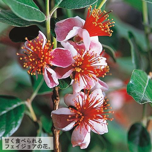 フェイジョアの苗木 トライアンフ : 植物・園芸専門店 花育通販Yahoo