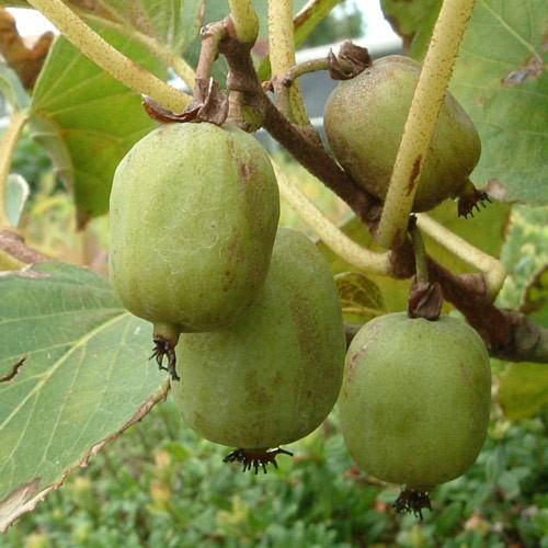 サルナシ コクワ 苗木 大実サルナシ エメロード Ki Kazyu 361 花育通販yahoo 店 通販 Yahoo ショッピング